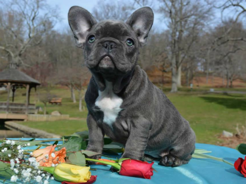 french bulldog puppies for sale in ohio
