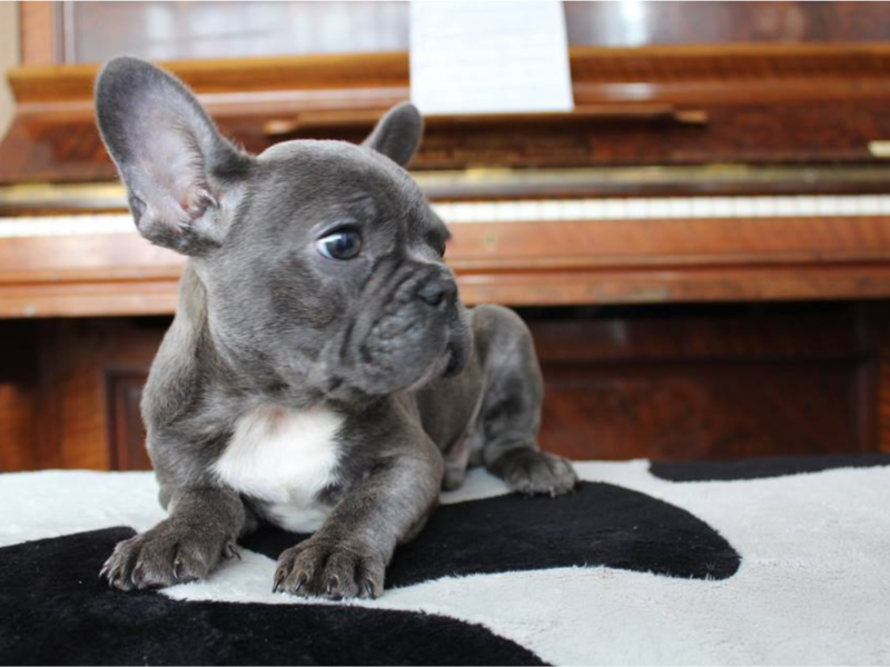 french bulldog puppies for sale pa